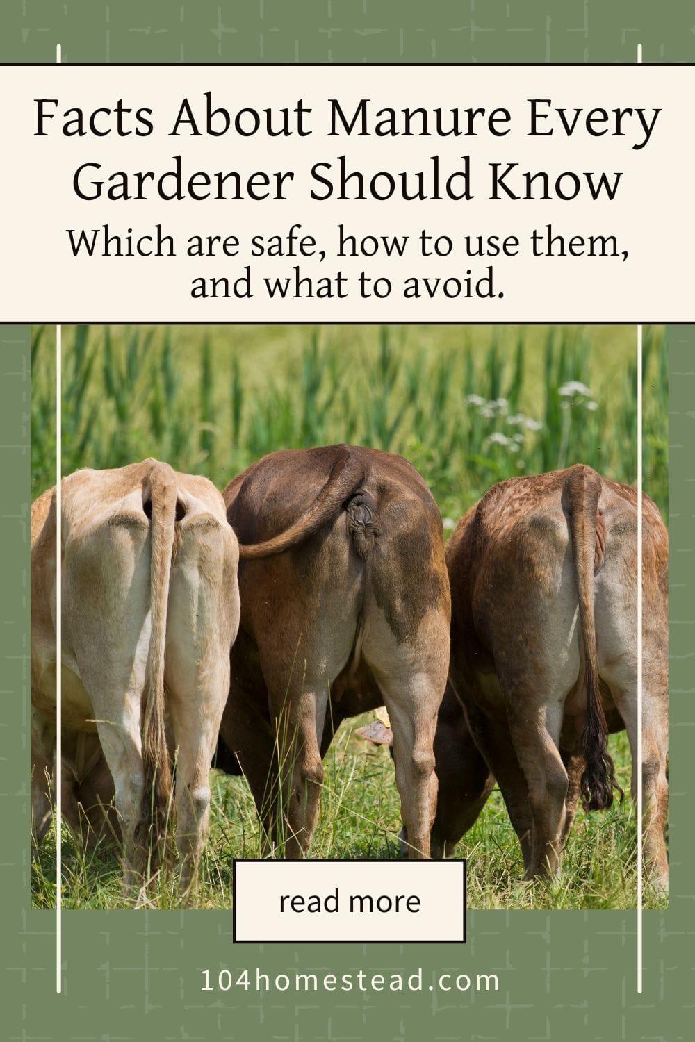Pinterest graphic titled “Facts About Manure Every Gardener Should Know” with a humorous image of cow hindquarters in a grassy field. Subtext reads: “Which are safe, how to use them, and what to avoid.” Includes a “read more” button and the URL 104homestead.com.