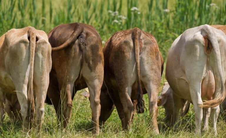 Back view of five cows in a grassy field, emphasizing their hindquarters—an eye-catching nod to the source of manure in gardening.
