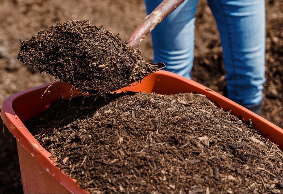 Person shoveling rich, dark composted manure into a red wheelbarrow, ready for garden application.