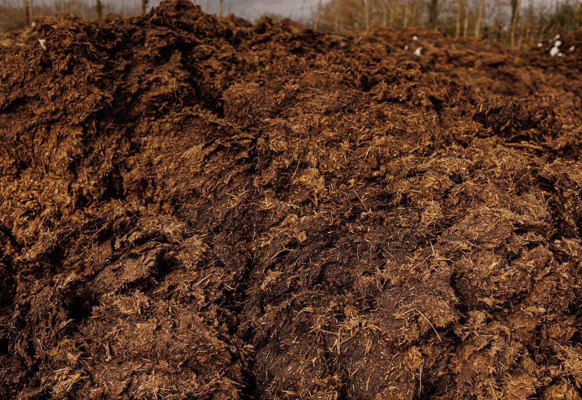 Large pile of aged, broken-down cow manure outdoors, showing its fibrous texture and readiness for garden use.