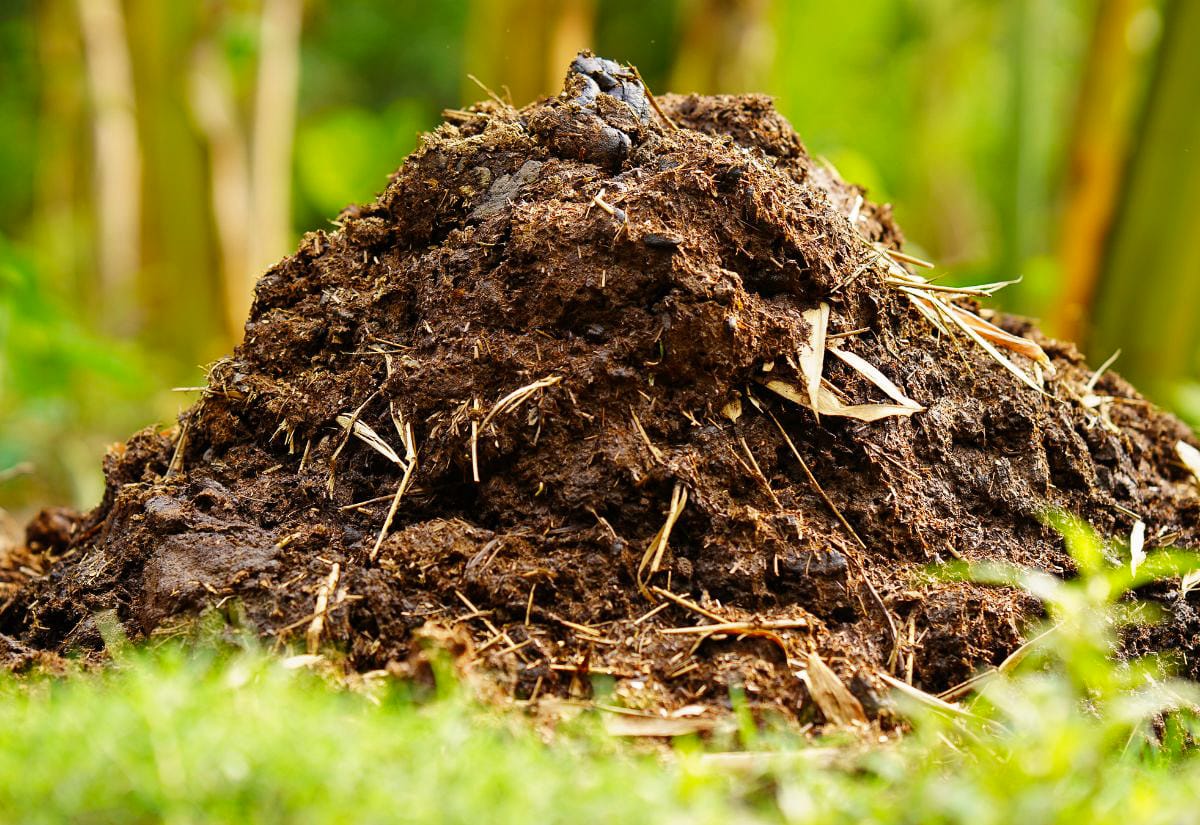 Fresh pile of animal manure mixed with straw and organic matter, sitting on grass with green foliage in the background.