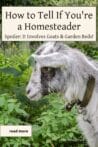 Close-up of a white and gray goat surrounded by lush greenery, capturing the essence of homesteading life with animals.