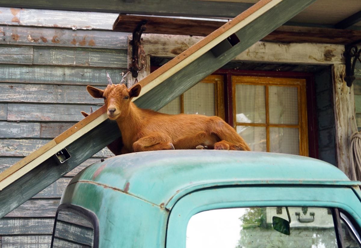 A brown goat lounging comfortably on top of an old green truck, with a rustic farmhouse in the background.