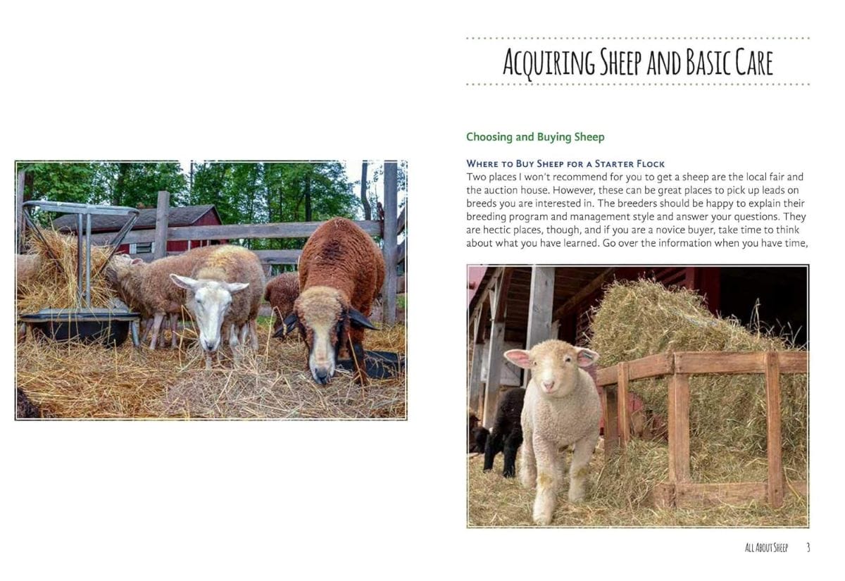 Open book spread showing sheep in a barn and tips on acquiring and caring for fiber animals.