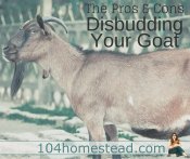 Pros and Cons of Disbudding Your Goat