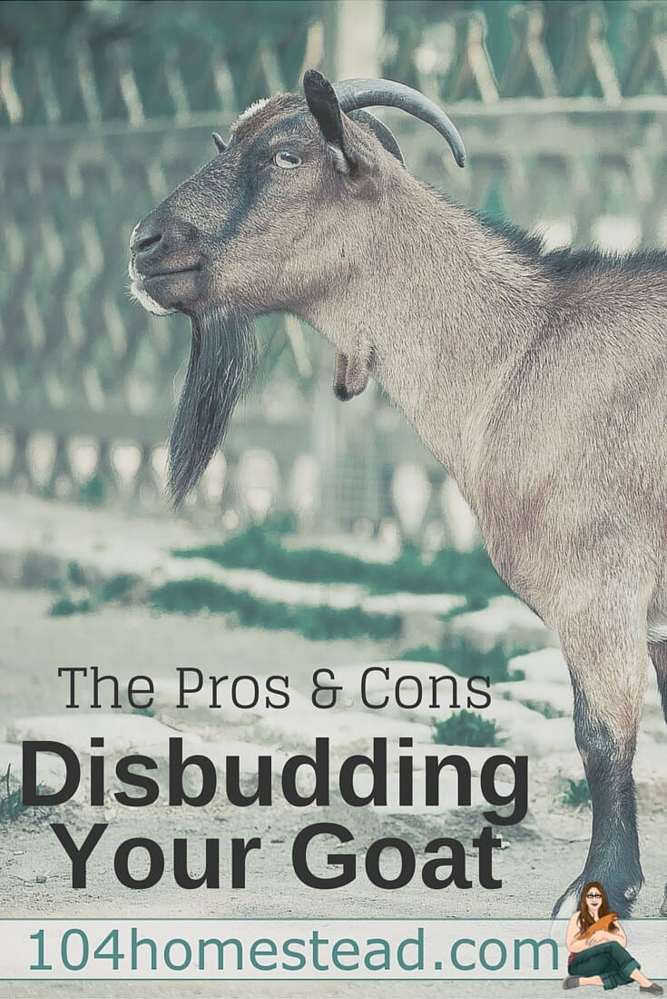 Disbudding, the procedure of burning off the horns, is unpleasant. Every time we disbudded our goat kids we would ask ourselves, Is this necessary?