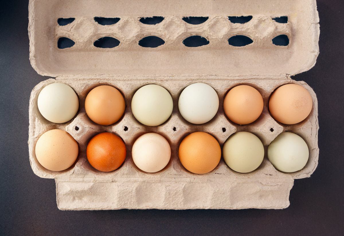 A dozen farm-fresh eggs in a recycled cardboard carton, neatly arranged in varying natural colors—symbolizing small-scale egg production on a homestead.