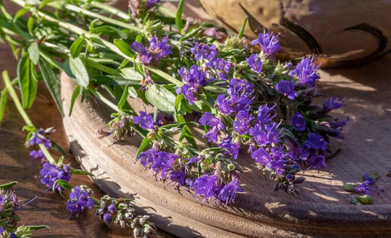 Freshly harvested true hyssop stems with purple blooms and narrow leaves laid on a wooden board—shows what the plant looks like at a good stage for cutting.