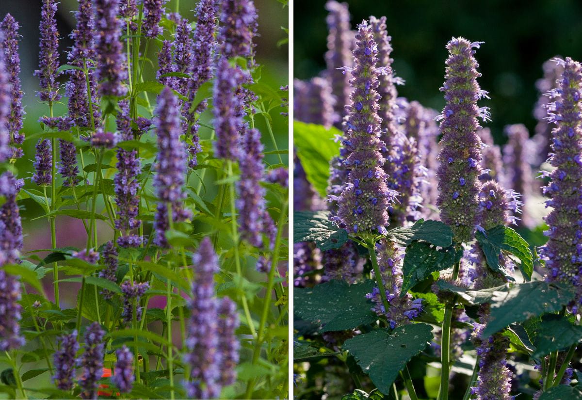 Side-by-side comparison—left: true hyssop (Hyssopus officinalis) with narrower leaves and finer spikes; right: anise hyssop (Agastache foeniculum) with broader leaves and thicker, bottlebrush blooms.