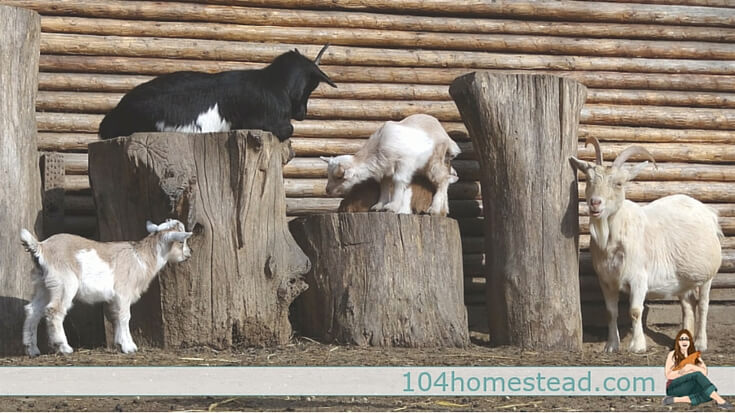 Ever since the decision to get Nigerian Dwarf goats for our homestead, I've been asking a lot of questions. I figured you might have the same questions.