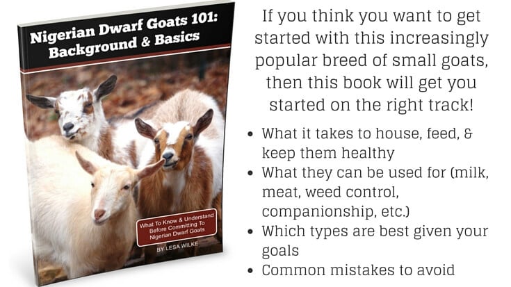 Ever since the decision to get Nigerian Dwarf goats for our homestead, I've been asking a lot of questions. I figured you might have the same questions.