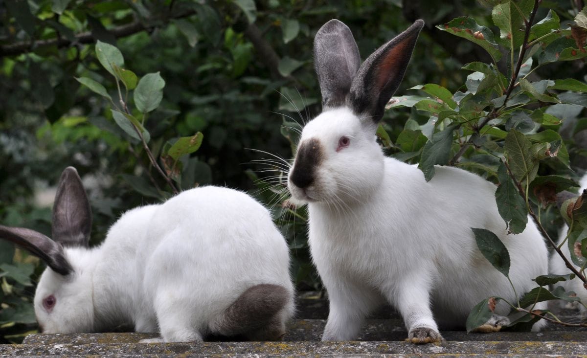 Two Californian meat rabbits on a wooden table with bushes in the background.