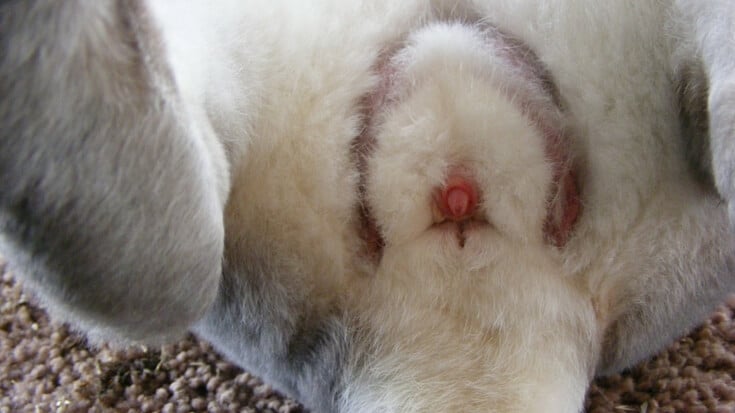 A closeup of a male rabbit's genitalia. 