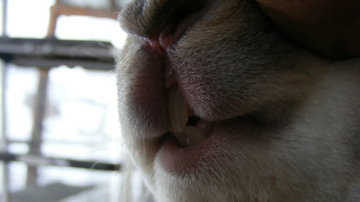 A close up of appropriate rabbit teeth.