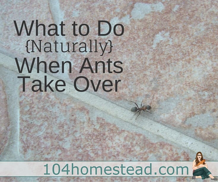 Get Rid Of Ants Naturally With These Tips