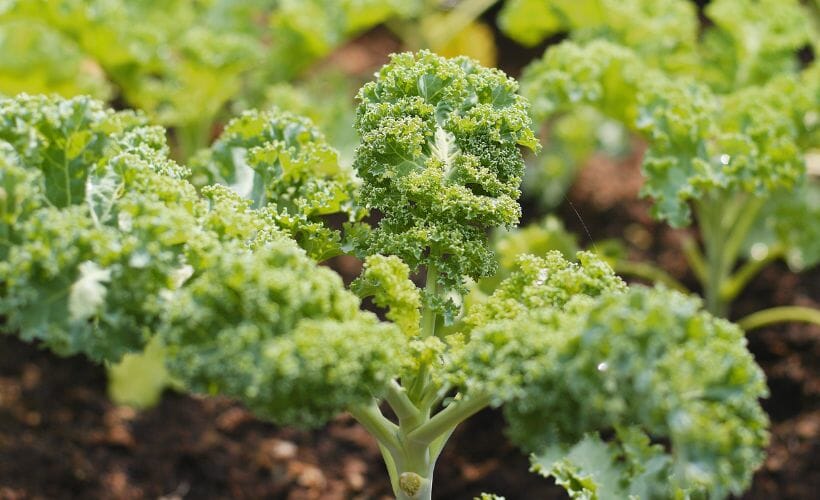 Broccoli growing in a back to eden garden.