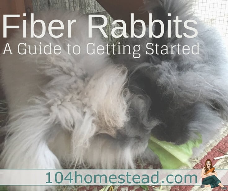 Raising Fiber Rabbits – What You Need to Know