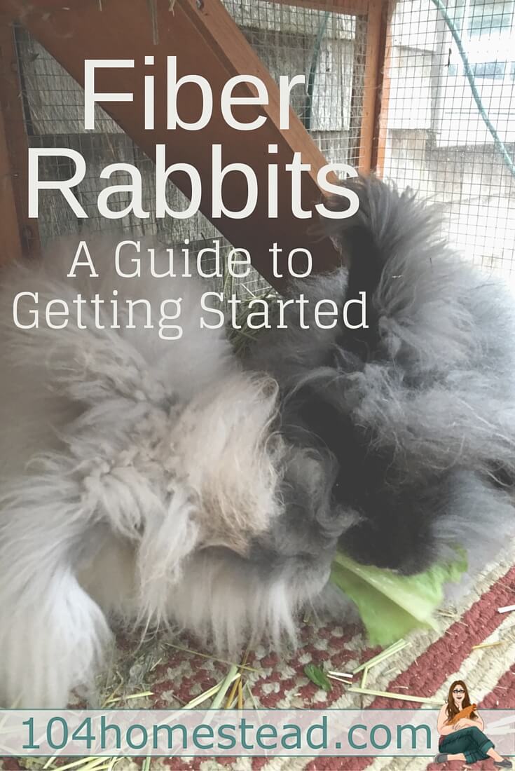 Are you getting ready to add fiber rabbits to your backyard farm? Rabbits are the perfect choice for someone who wants to start producing their own fibers.