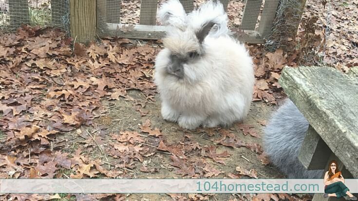 Are you getting ready to add fiber rabbits to your backyard farm? Rabbits are the perfect choice for someone who wants to start producing their own fibers.