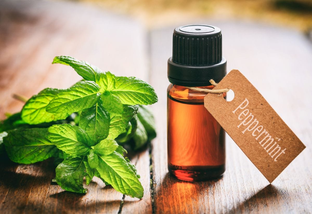 A small bottle of peppermint essential oil with a fresh sprig of mint on a wooden surface.