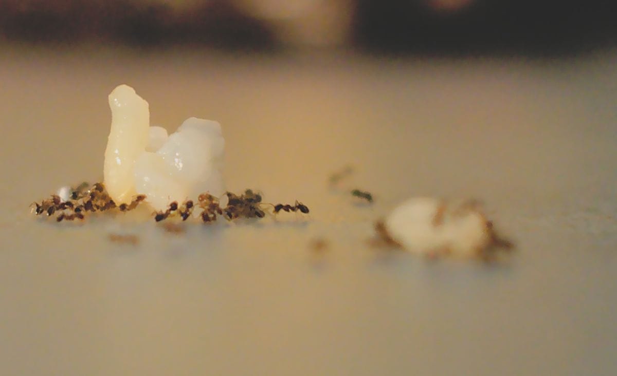 A close-up of ants gathering around a homemade bait station with food and poison to take back to the colony.