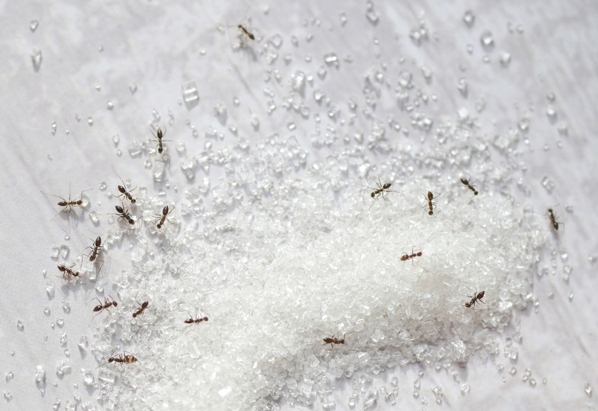 Ants swarming around scattered sugar crystals on a white surface, demonstrating their attraction to sweet foods.