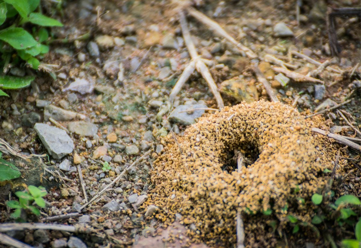 A close-up of a large ant nest in the dirt, surrounded by small pebbles and plant debris.