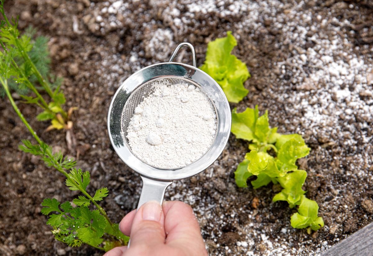 A hand using a metal sifter to sprinkle diatomaceous earth around plants in a vegetable garden.