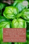 Close-up of fresh basil leaves in a garden setting, used for natural mosquito control.
