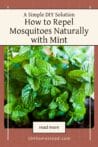 Healthy green mint plant in a garden pot, used as a natural mosquito repellent.