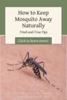 A mosquito biting human skin, highlighting the need for natural mosquito repellents.