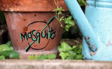 Terracotta flower pot with hand-painted mosquito symbol showing a natural approach to pest control.