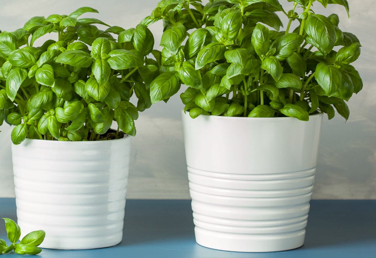 Two white pots filled with lush, vibrant basil plants on a blue tabletop.