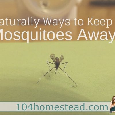 Ways to Keep Mosquitoes Away Naturally