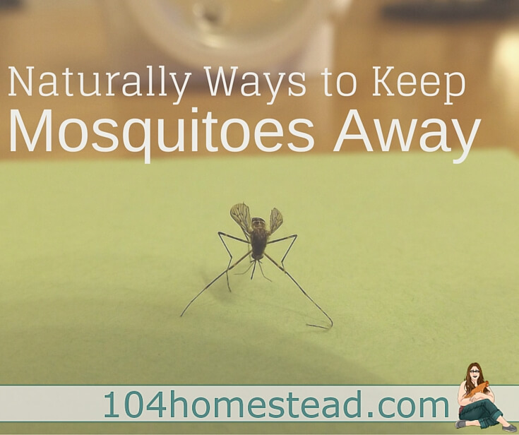 I’ve been experimenting with natural ways to keep mosquitoes away for a few years, and I’ve found a few things that work for me. 