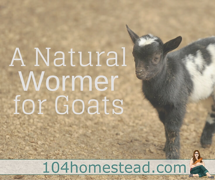Squirmy Wormy: A Natural Wormer for Goats