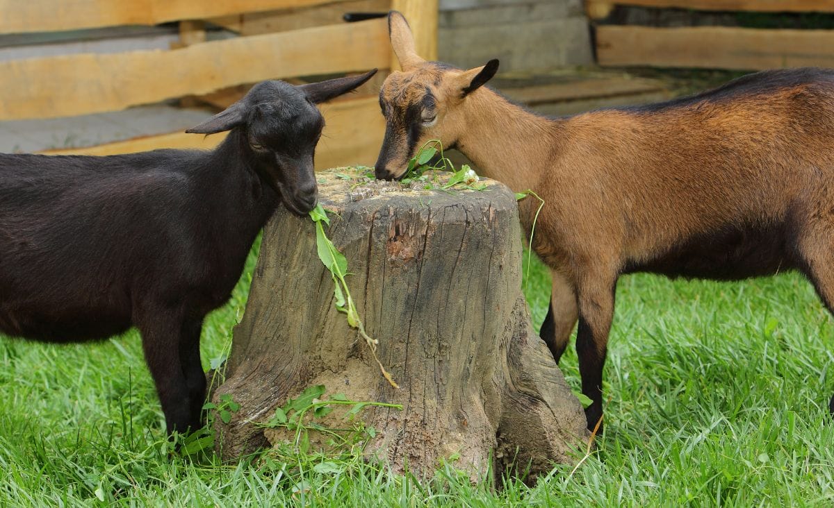 Two goats eating dandelion greens off a stump.