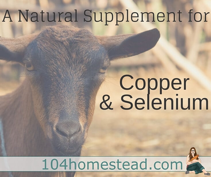 Mineral Mojo: A Selenium Supplement for Goats
