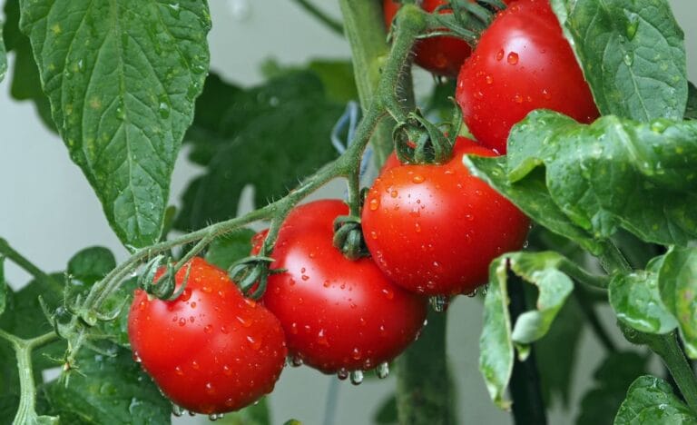 10 Tips for Growing Lush, Bountiful Tomato Plants