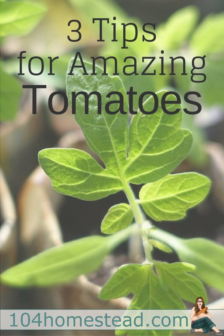 No garden is complete without tomatoes. It's the star when planting on a patio or in a huge garden. Here are tips for growing amazing tomatoes.