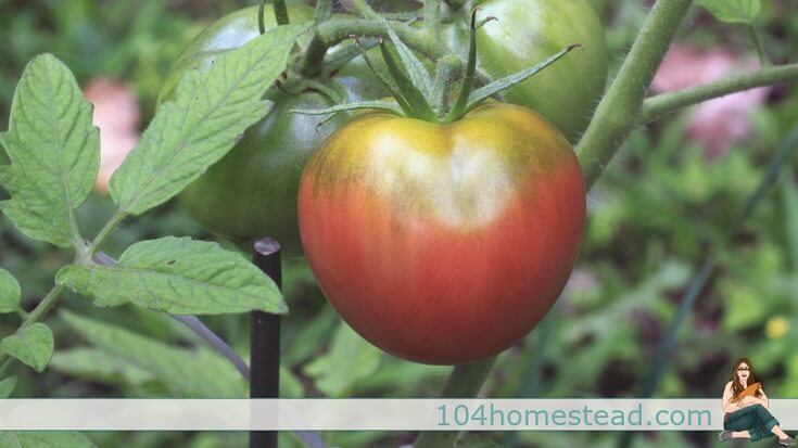 No garden is complete without tomatoes. It's the star when planting on a patio or in a huge garden. Here are tips for growing amazing tomatoes.