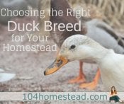 Choosing the Right Duck Breed for Your Homestead