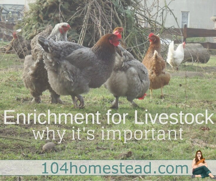 What is Enrichment? How It’s Important for Livestock