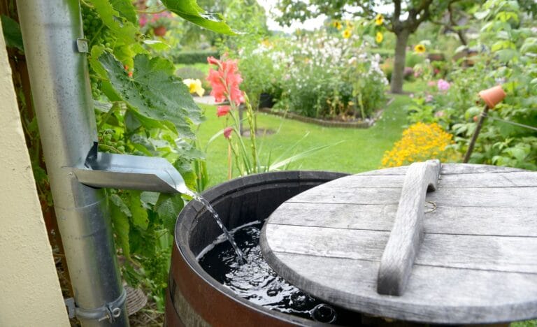 A rain barrel connected to a downspout collecting water in a lush garden, surrounded by colorful flowers and greenery.