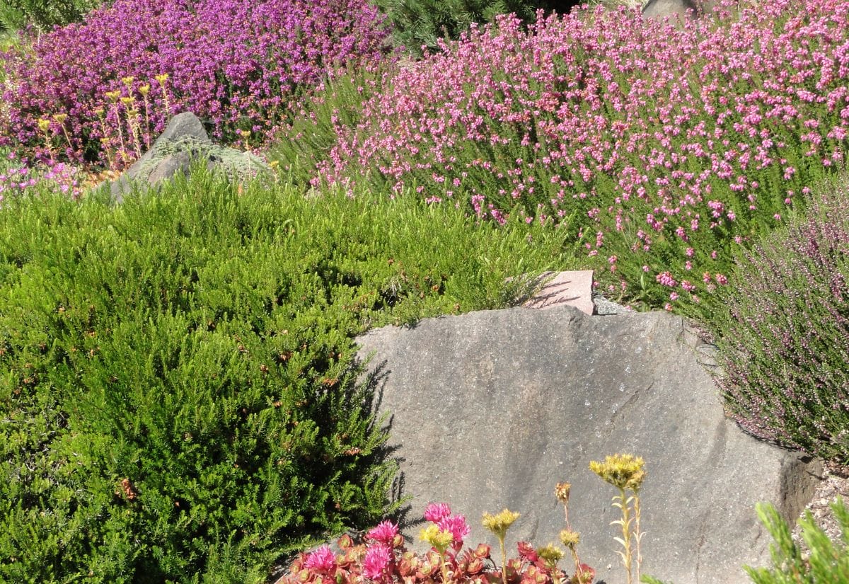 A xeriscaped garden with drought-tolerant plants, featuring vibrant pink flowers, green shrubs, and decorative rocks.