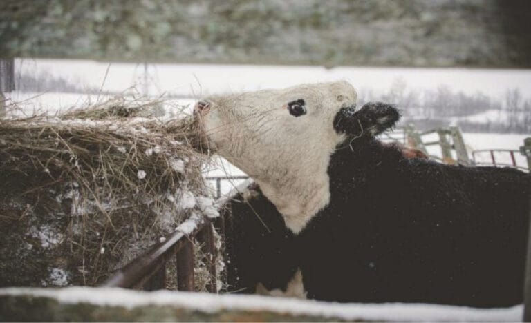Black-and-white cow eating hay outdoors during a light snowfall, with snow-covered fields and trees in the background.