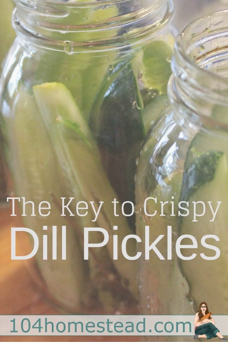 There are a lot of dill pickle recipe ideas online, but there is something they all lack. The secret to crispy pickles. A single surprise ingredient.