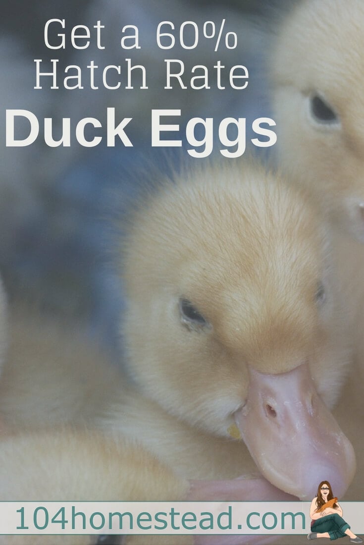 The things you need to know in order to have a high hatch rate when incubating duck eggs. Plus, how to build "the best" homemade incubator.
