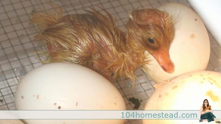 humidity for duck eggs