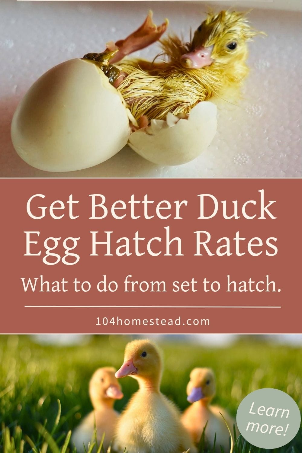 Newly hatched duckling wet and partially out of eggshell in incubator, with broken shell pieces and visible yolk residue during hatch process.